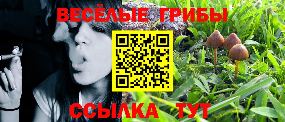 Псилоцибиновые грибы ЛСД  Псилоцибиновые грибы Cubensis  где можно купить наркотик  Биробиджан  Вход с VPN 